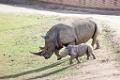 SafariPark025