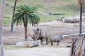 SafariPark026