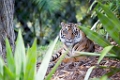 SafariPark032