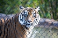 SafariPark033