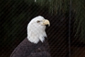 SafariPark034