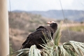 SafariPark037