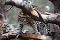 SafariPark039