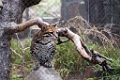 SafariPark040
