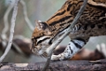 SafariPark041