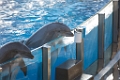 SeaWorld006