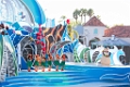 SeaWorld008