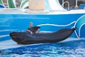 SeaWorld010