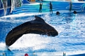 SeaWorld011