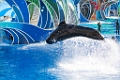 SeaWorld013