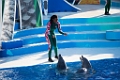 SeaWorld017