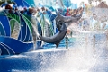 SeaWorld018