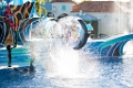 SeaWorld019