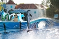 SeaWorld020