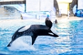 SeaWorld025