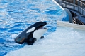 SeaWorld026