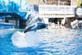 SeaWorld027