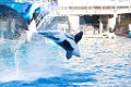 SeaWorld028