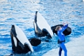 SeaWorld029