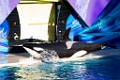 SeaWorld030