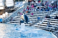 SeaWorld032