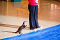SeaWorld048