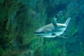 SeaWorld049
