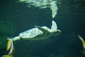SeaWorld050