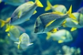 SeaWorld051