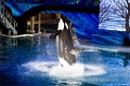SeaWorld054