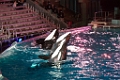 SeaWorld056