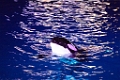 SeaWorld058