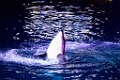 SeaWorld059