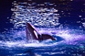 SeaWorld060