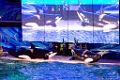 SeaWorld065