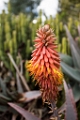 BalboaPark005