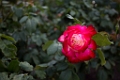 BalboaPark007