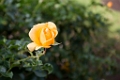 BalboaPark008