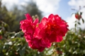 BalboaPark010
