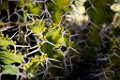 BalboaPark011