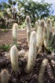 BalboaPark013