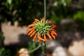 BalboaPark014