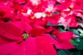 BalboaPark025