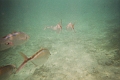 CatamaranCruise015