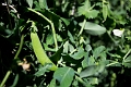 Peas001