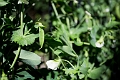 Peas002
