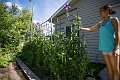 Peas004
