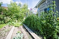 Peas005