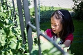 Peas006