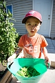 Peas010